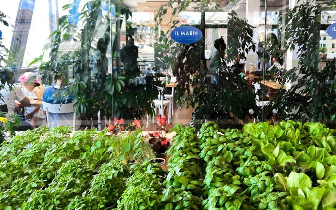 A Genova, la stella Michelin incontra l’innovazione: basilico e aromatiche coltivati in sala