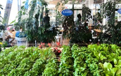 A Genova, la stella Michelin incontra l’innovazione: basilico e aromatiche coltivati in sala