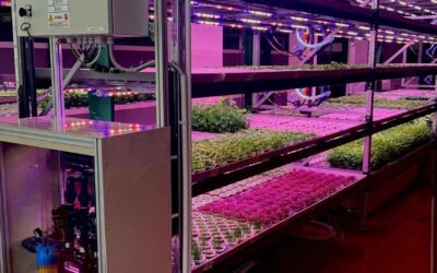 Nasce Ortindoor: a Ivrea la coltivazione indoor diventa motore di innovazione locale